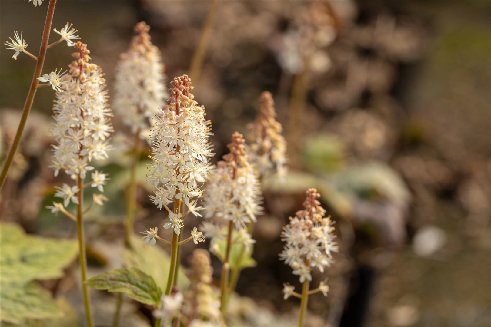 Tiarella wherryi, Schaumbl&uuml;te, ca. 9x9 cm Topf, zierlich 