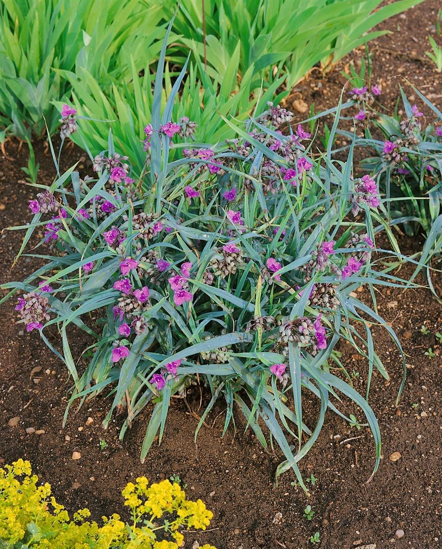 Tradescantia x andersoniana 'Concord Grape', lila, ca. 9x9 cm Topf 