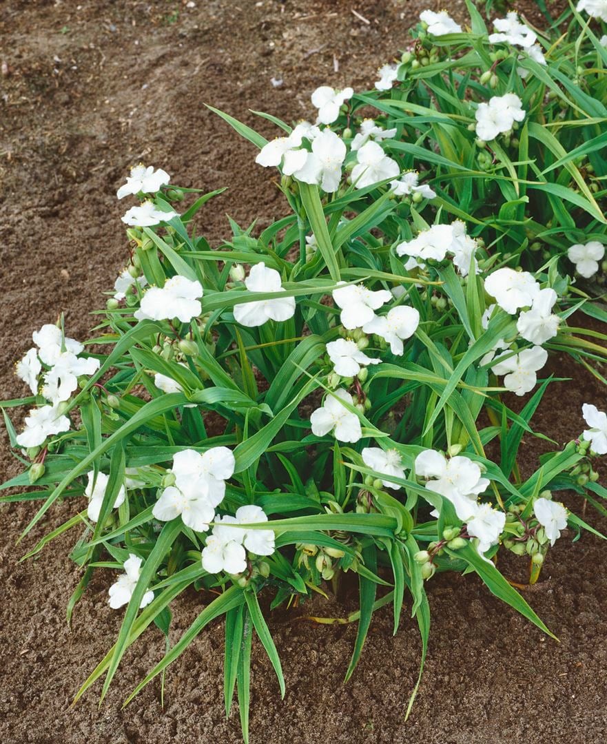 Tradescantia x andersoniana 'Innocence', wei&szlig;, ca. 9x9 cm Topf 