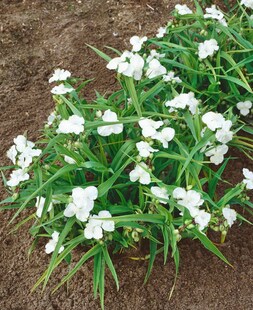 Tradescantia x andersoniana 'Innocence', weiß, ca. 9x9 cm Topf 