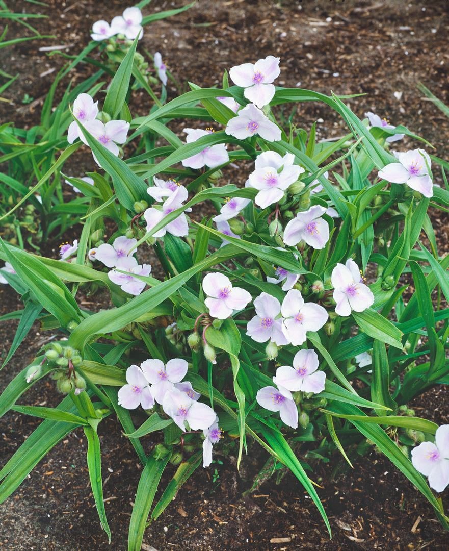 Tradescantia x andersoniana 'Osprey', wei&szlig;, ca. 9x9 cm Topf 