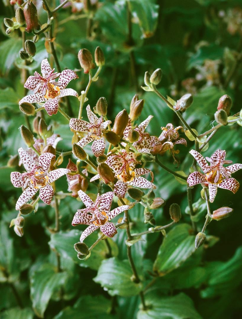 Tricyrtis formosana 'Dark Beauty', Kr&ouml;tenlilie, purpur, ca. 9x9 cm Topf 