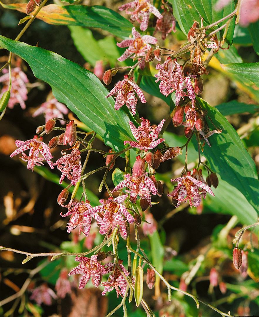 Tricyrtis hirta 'Miyazaki', Kr&ouml;tenlilie, exotisch, ca. 9x9 cm Topf 