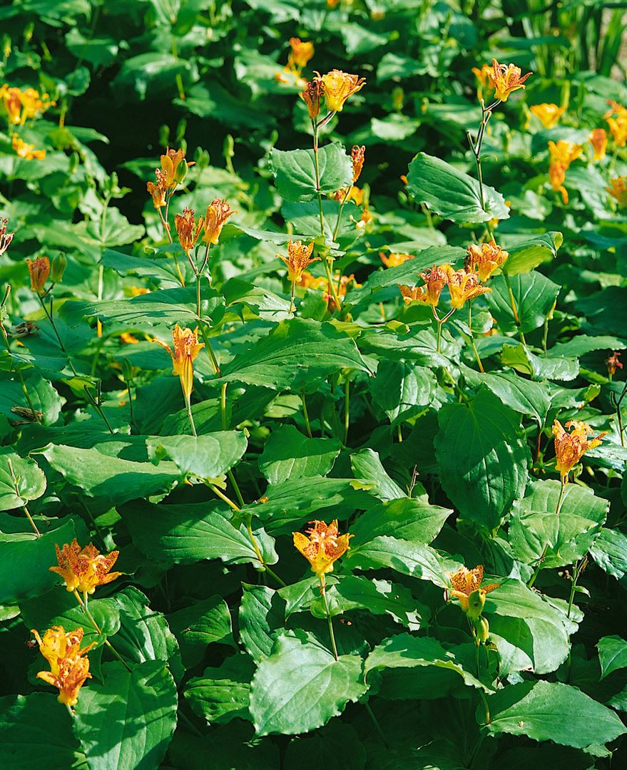 Tricyrtis latifolia, Kr&ouml;tenlilie, gelb, ca. 9x9 cm Topf 
