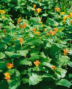 Tricyrtis latifolia, Krötenlilie, gelb, ca. 9x9 cm Topf 