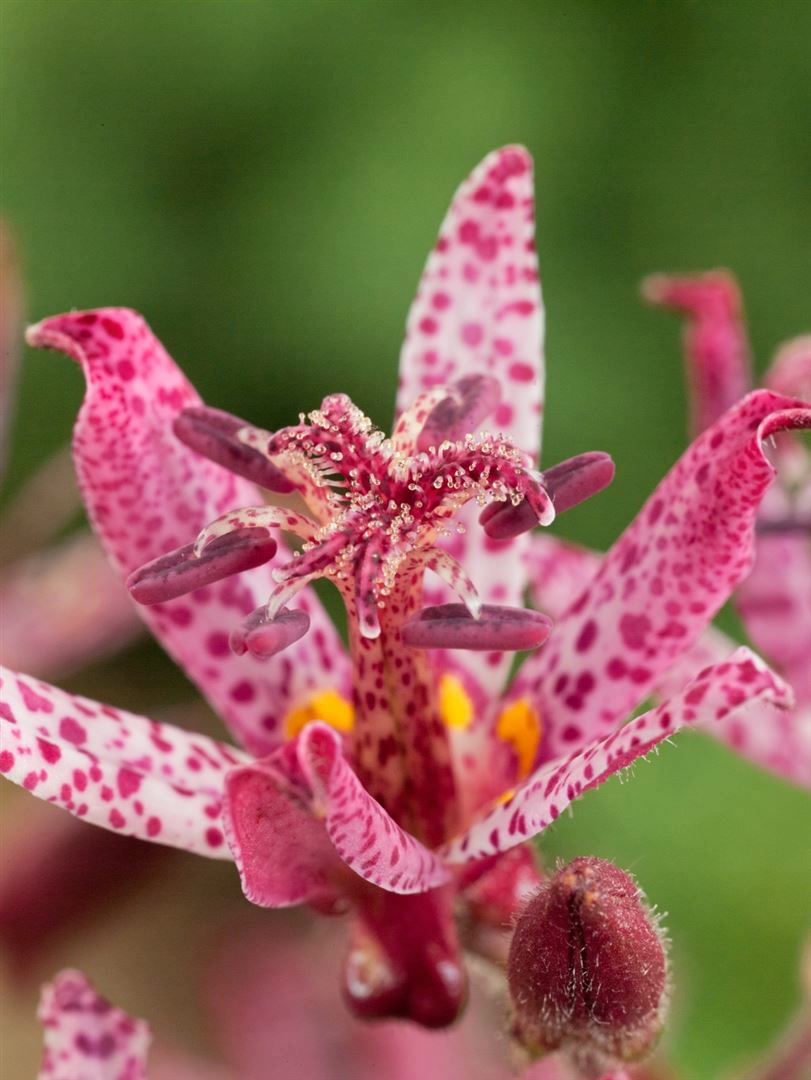 Tricyrtis hirta 'Sinonome', Kr&ouml;tenlilie, wei&szlig;-violett, ca. 9x9 cm Topf 