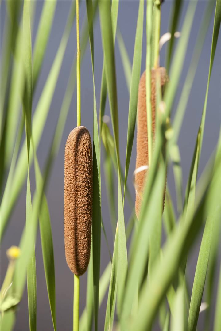 Typha latifolia, Breitbl&auml;ttriger Rohrkolben, ca. 9x9 cm Topf 