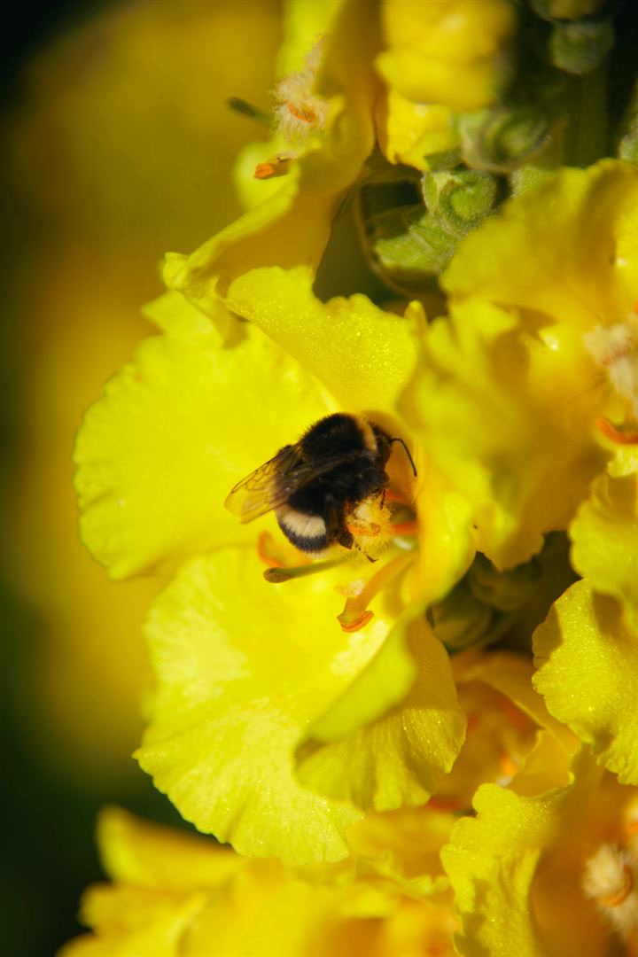Verbascum bombyciferum, Silber-K&ouml;nigskerze, silbergrau, ca. 9x9 cm Topf 