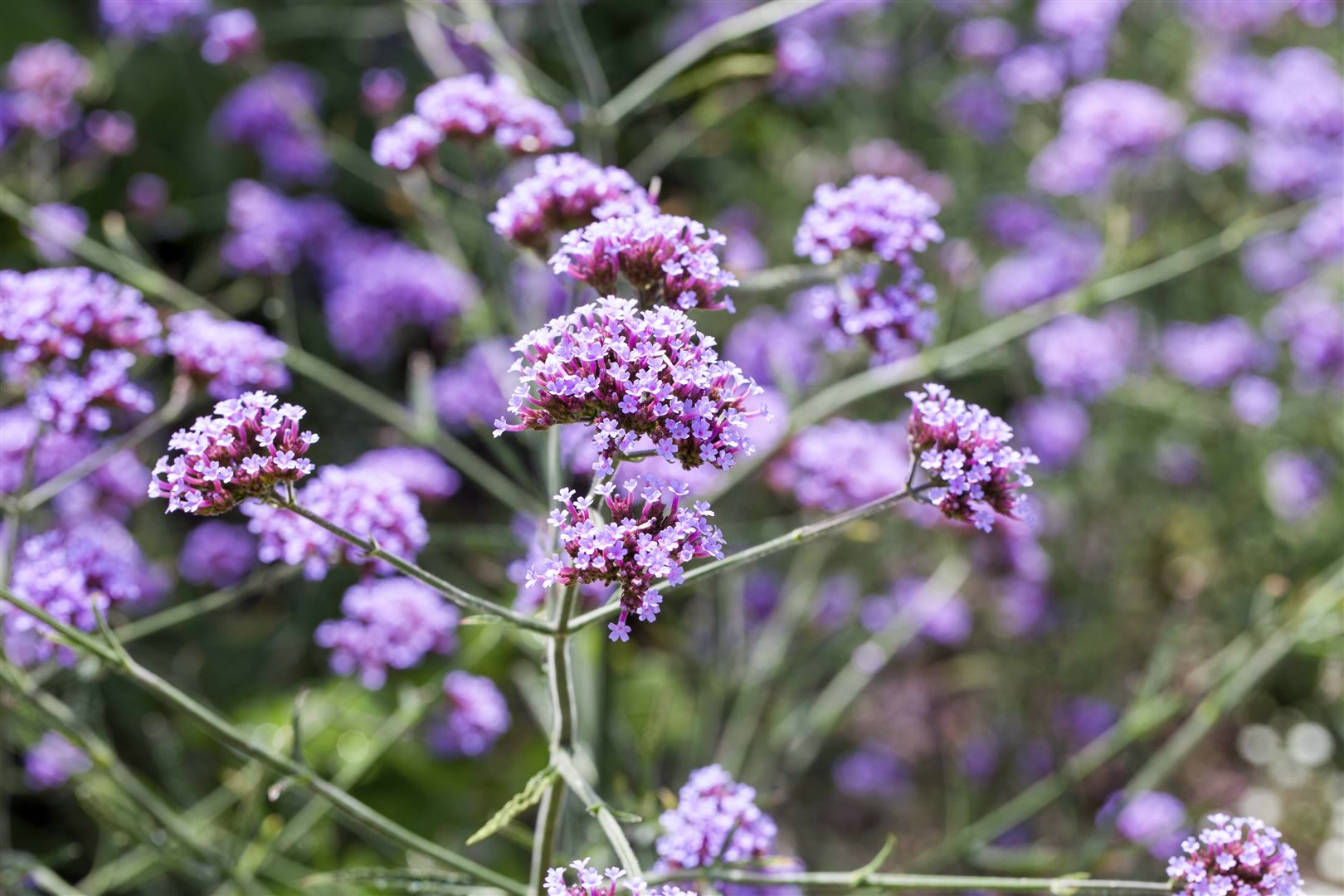 Verbena bonariensis 'Lollipop', Eisenkraut, violett, ca. 9x9 cm Topf 