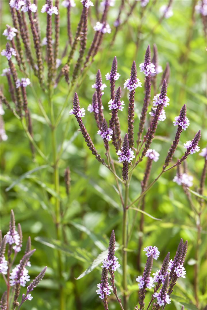 Verbena hastata 'Pink Spires', rosa Bl&uuml;ten, ca. 9x9 cm Topf 