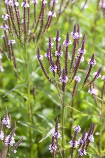 Verbena hastata 'Pink Spires', rosa Blüten, ca. 9x9 cm Topf 