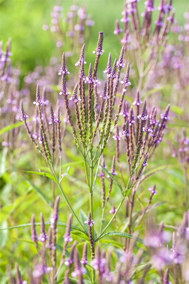 Verbena officinalis, Eisenkraut, ca. 9x9 cm Topf, heilkr&auml;ftig 