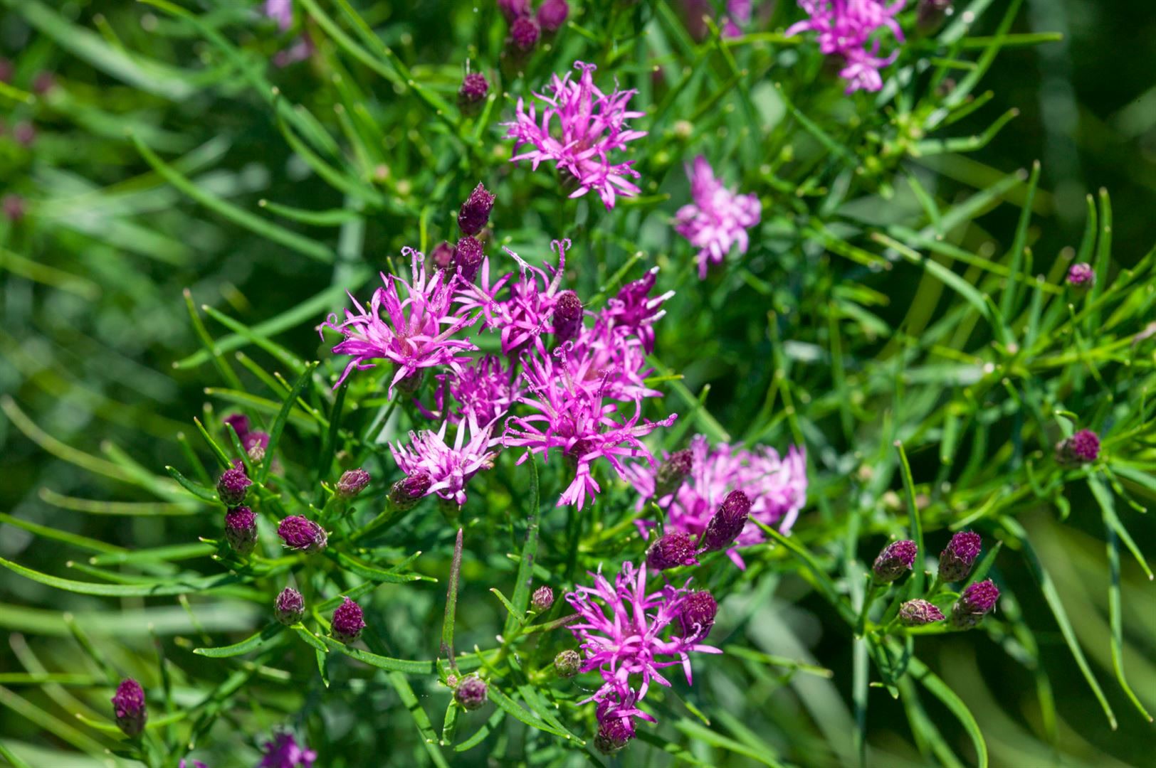 Vernonia crinita, Eisenkraut, violett, ca. 9x9 cm Topf 