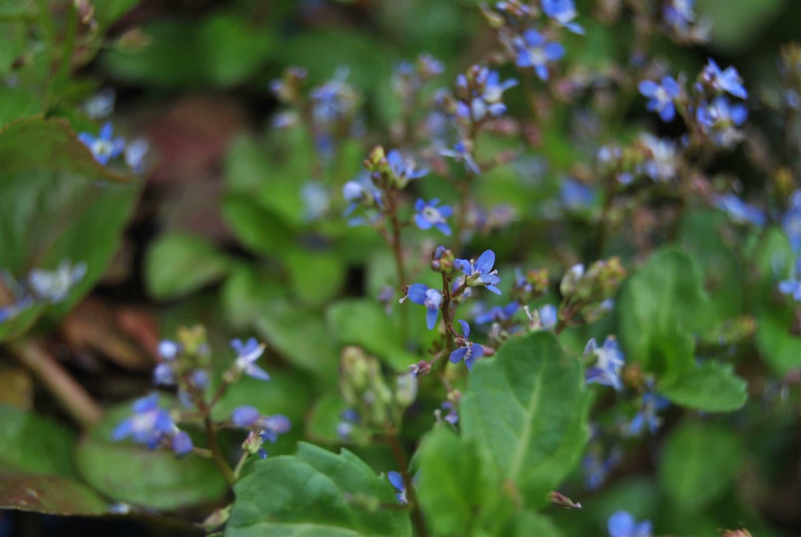 Veronica beccabunga, Bachbunge, ca. 9x9 cm Topf, gr&uuml;n-blaues Laub 