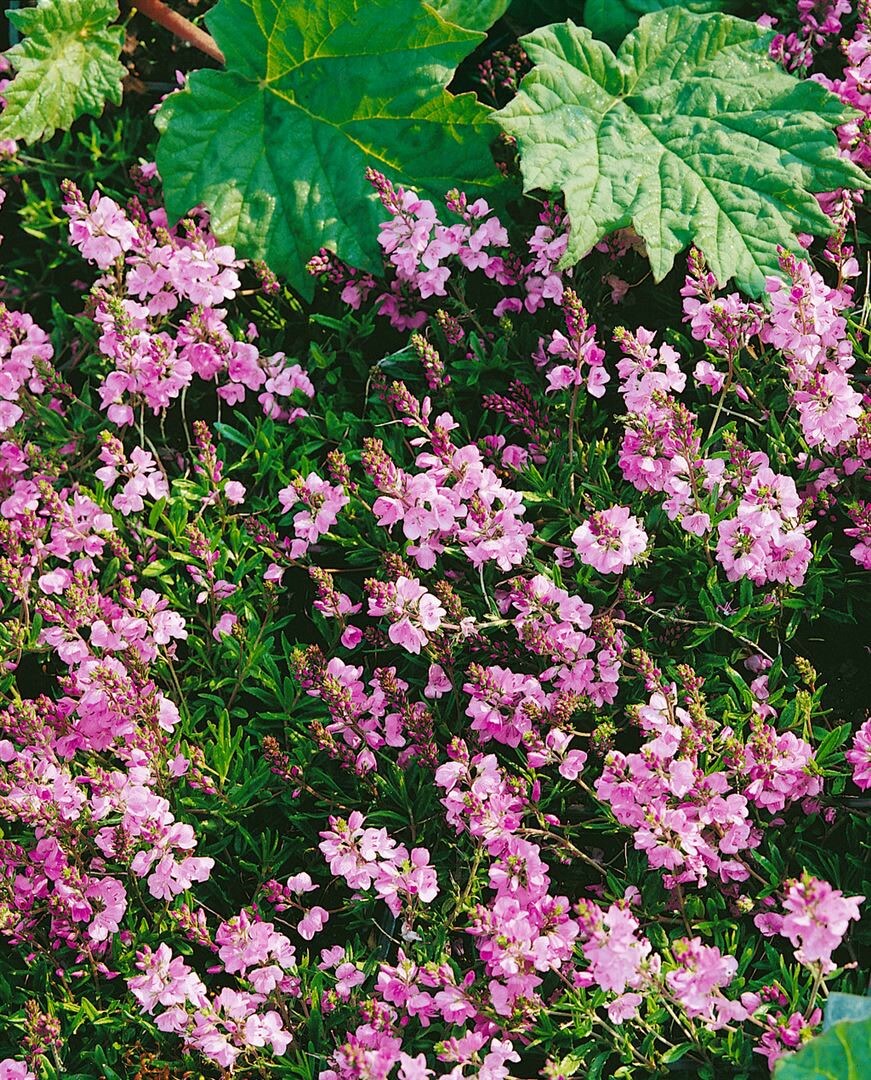 Veronica prostrata 'Rosea', Ehrenpreis, rosa Bl&uuml;ten, ca. 9x9 cm Topf 