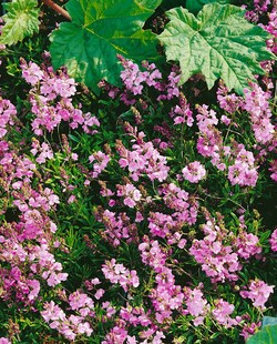 Veronica prostrata 'Rosea', Ehrenpreis, rosa Blüten, ca. 9x9 cm Topf 