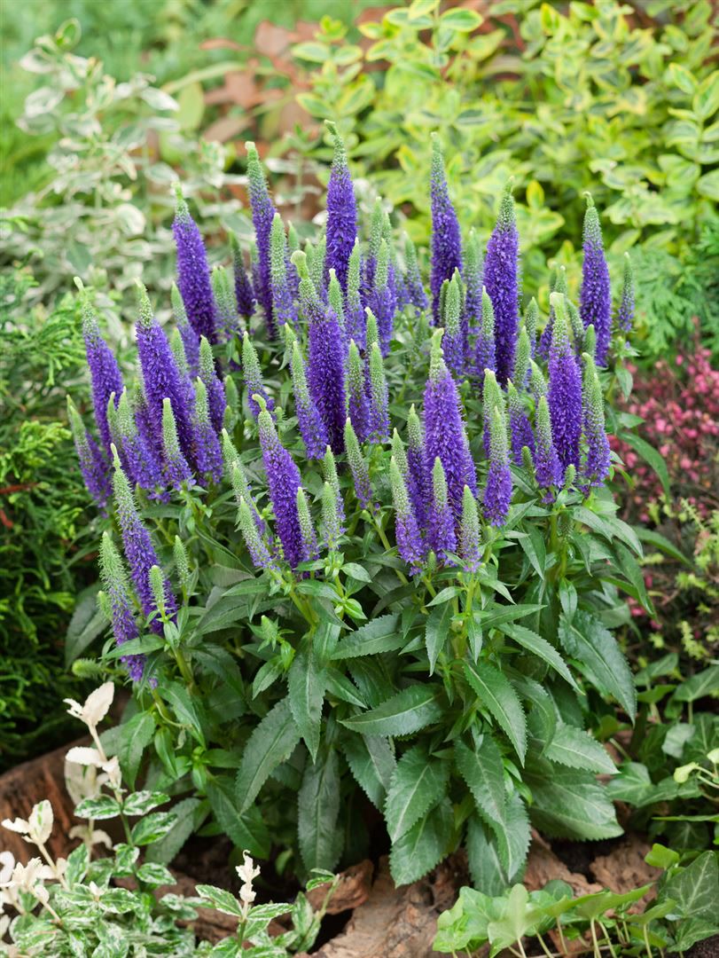 Veronica spicata 'Ulster Dwarf Blue', &Auml;hriger Ehrenpreis, blau, ca. 9x9 cm Topf 