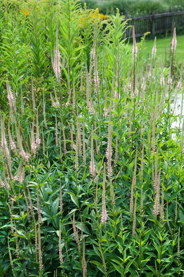 Veronica virginica 'Pink Glow', rosa Bl&uuml;ten, ca. 9x9 cm Topf 