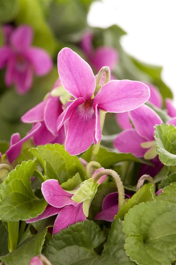 Viola odorata, Duftveilchen, violett, ca. 9x9 cm Topf 