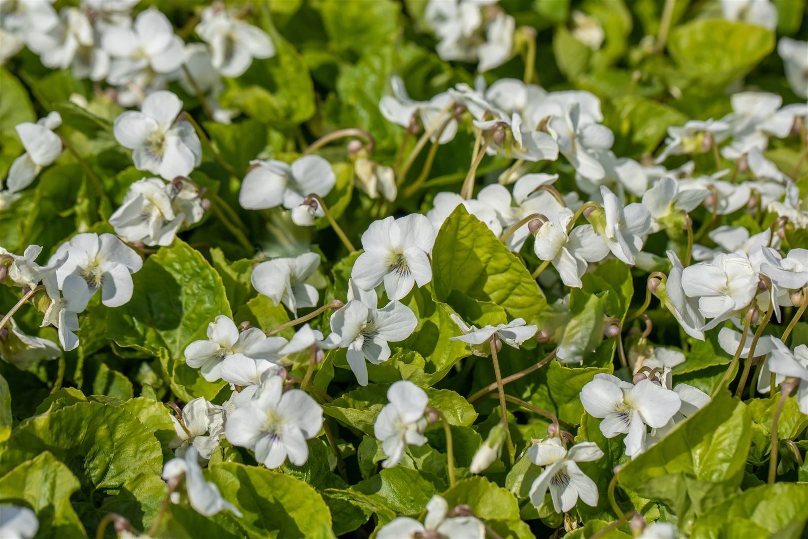 Viola sororia 'Albiflora', wei&szlig;, ca. 9x9 cm Topf 