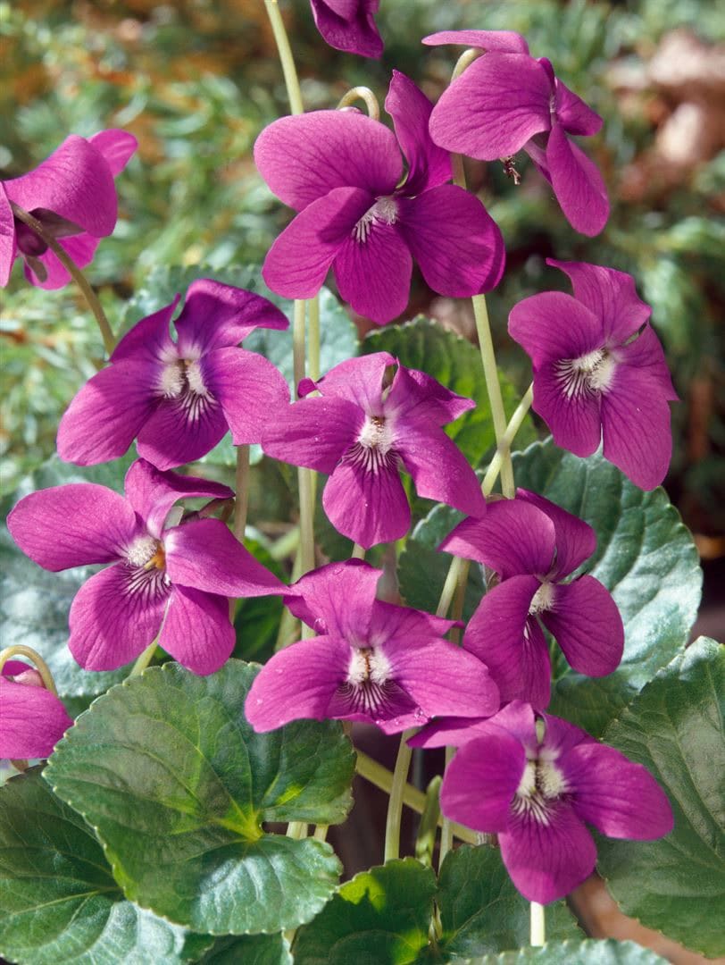 Viola sororia 'Rubra', Veilchen, rubinrot, ca. 9x9 cm Topf 