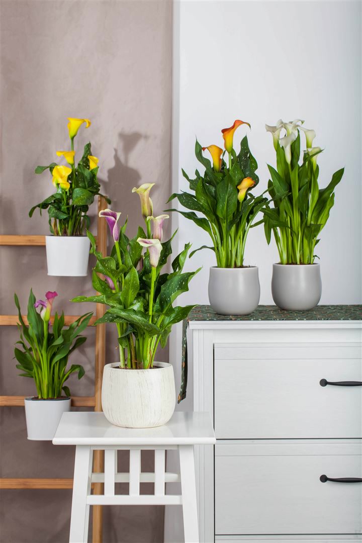 Zantedeschia aethiopica, Calla, wei&szlig;, ca. 11x11 cm Topf 