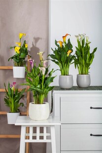 Zantedeschia aethiopica, Calla, weiß, ca. 9x9 cm Topf 