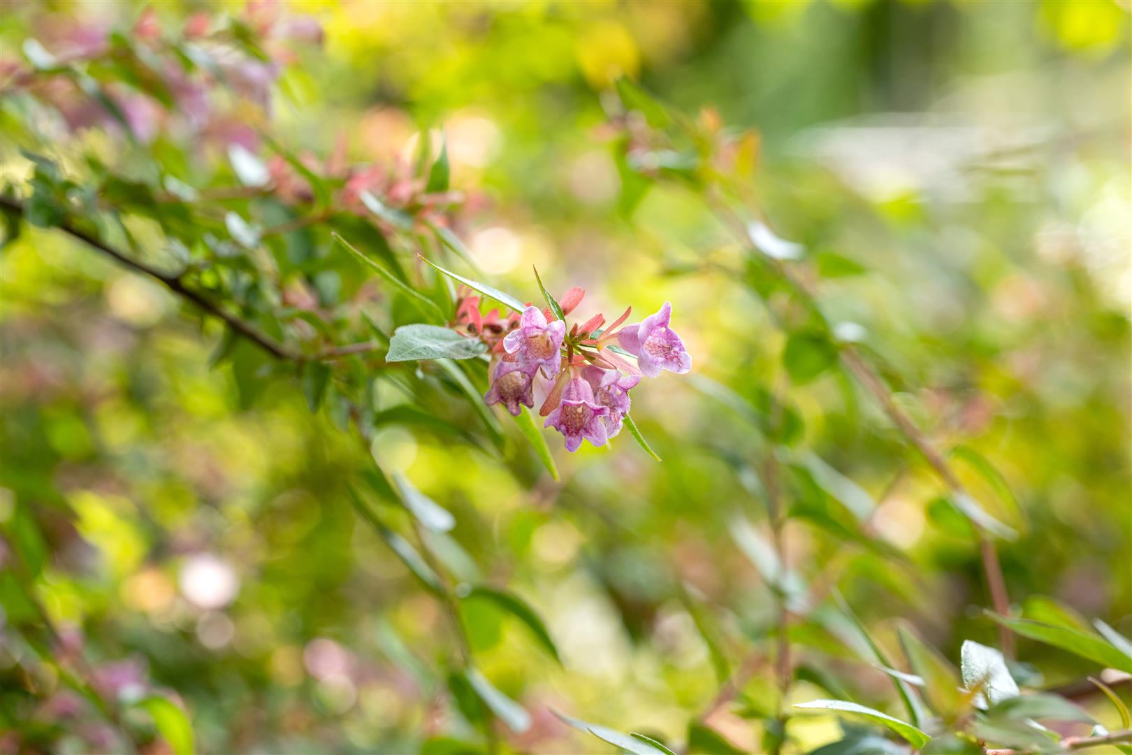 Abelia 'Edward Goucher', rosa Bl&uuml;ten, 40-60 cm 