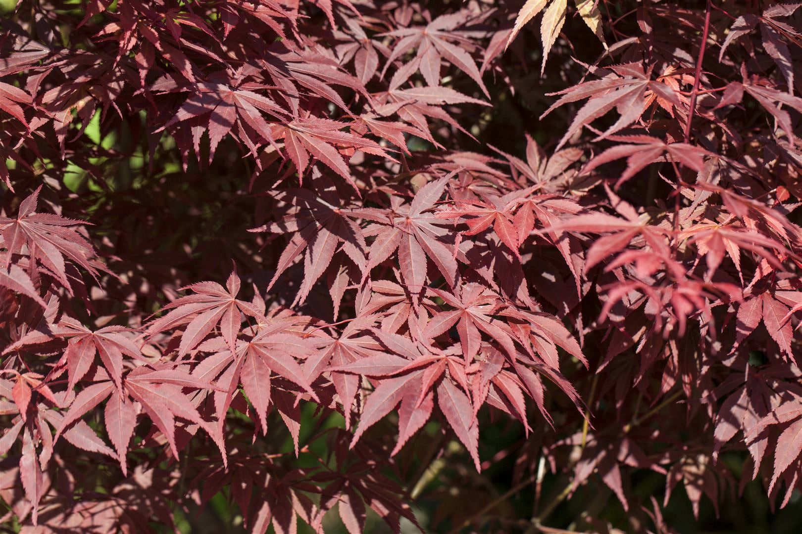 Acer palmatum 'Bloodgood', Japanischer Ahorn, tiefrot, 60&ndash;80 cm 