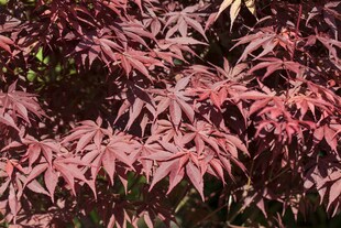 Acer palmatum 'Bloodgood', Japanischer Ahorn, tiefrot, 60–80 cm 