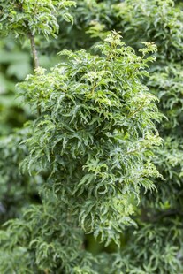 Acer palmatum 'Shishigashira', Japanischer Ahorn, 60 cm Stammhöhe 