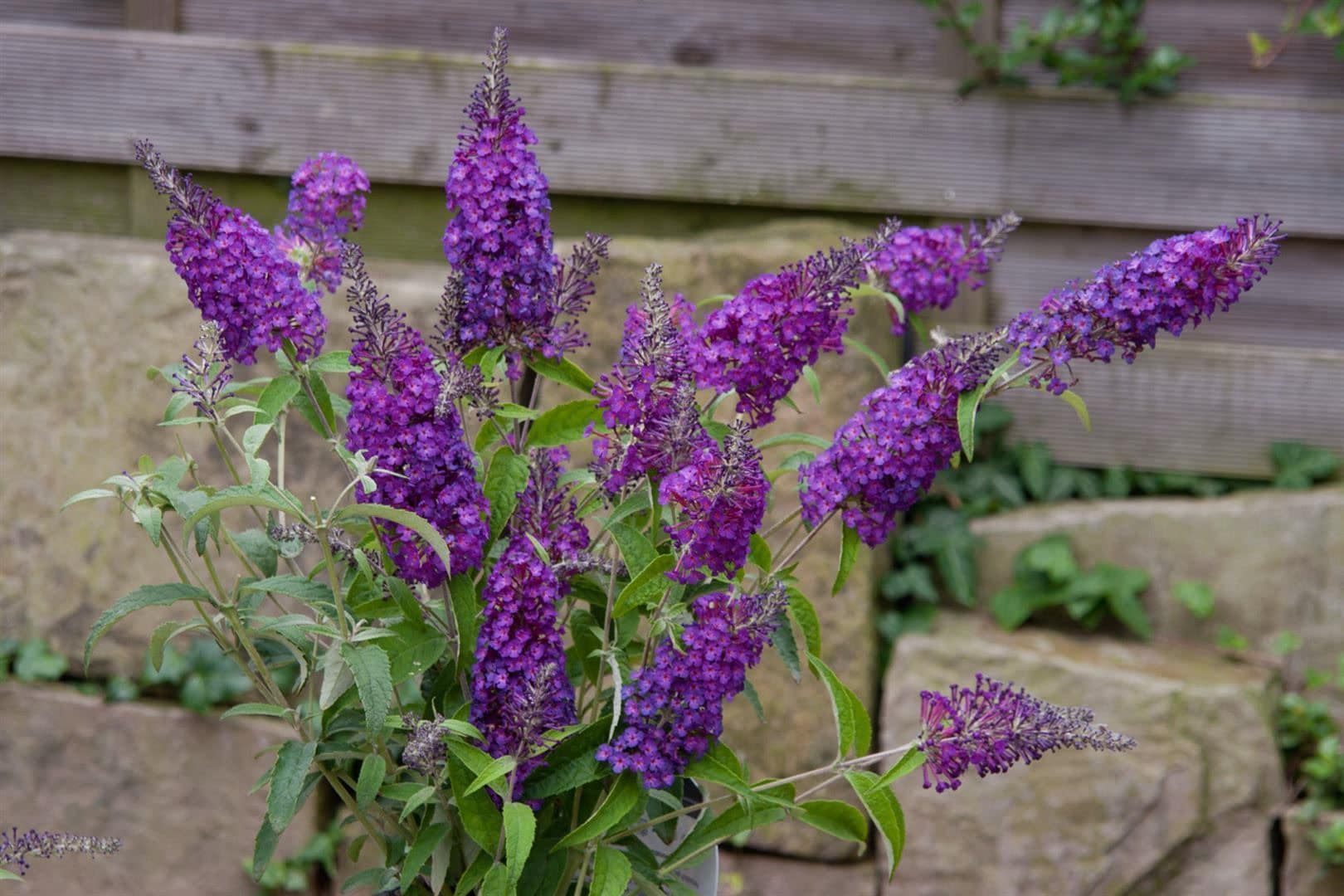 Buddleja 'Buzz Pink Purple', Schmetterlingsflieder, pink-lila, 40&ndash;60 cm 