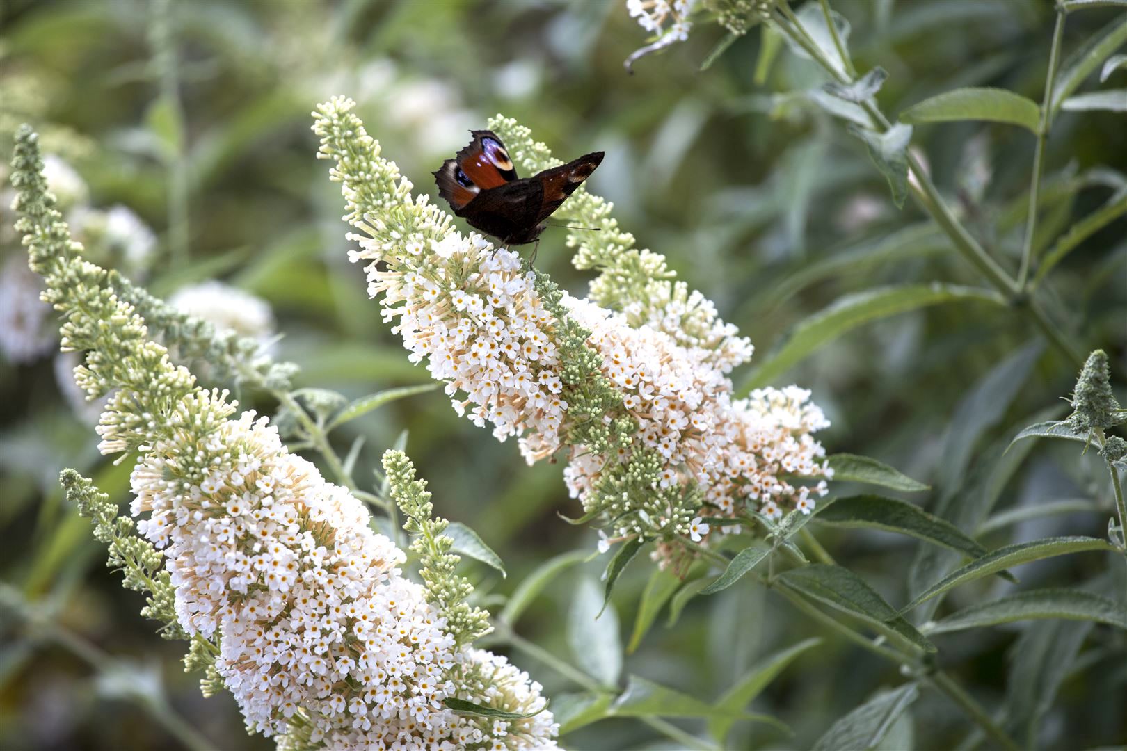 Buddleja davidii 'Nanho White', Schmetterlingsflieder, wei&szlig;, 40&ndash;60 cm 