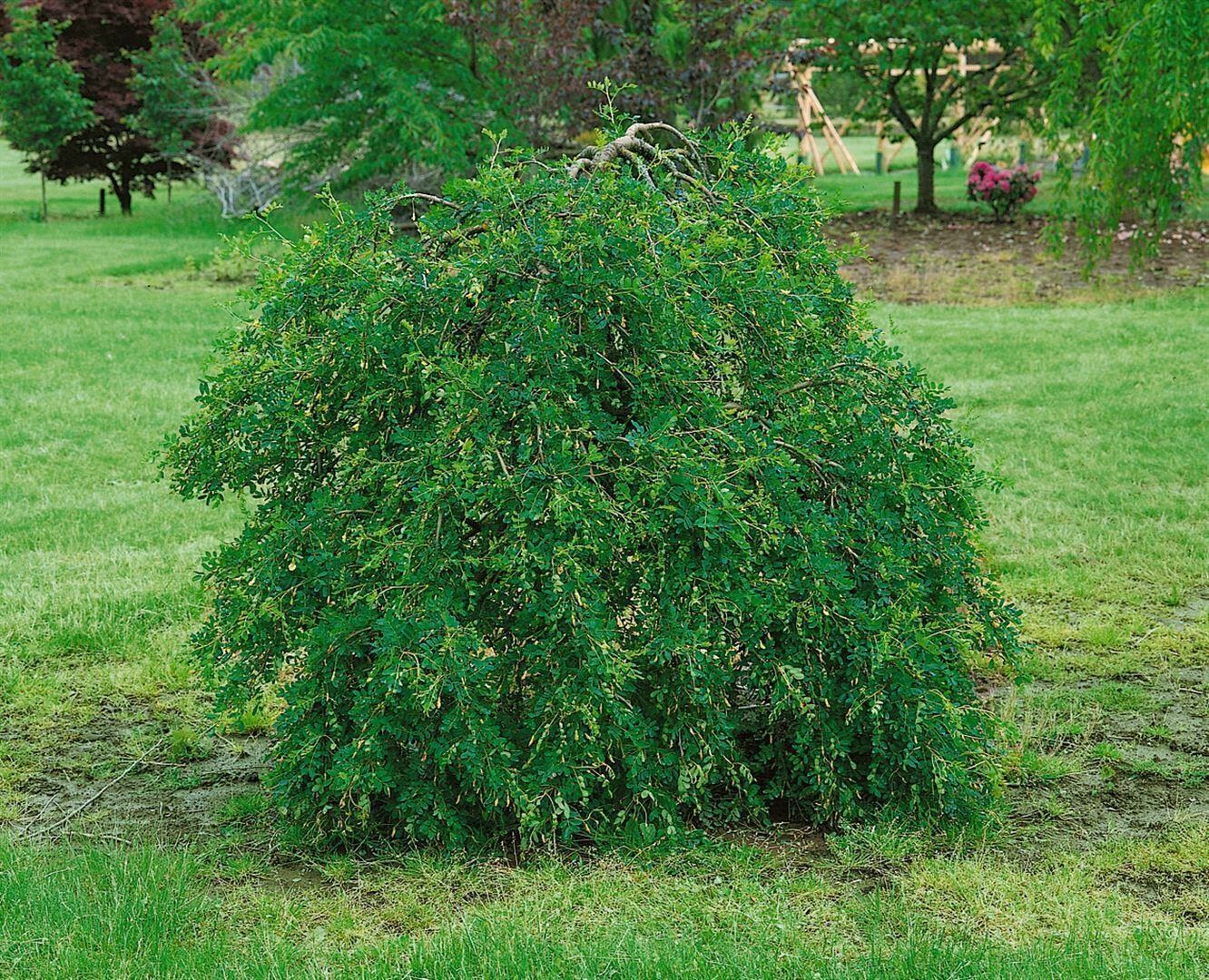 Caragana arborescens 'Pendula', H&auml;nge-Erbsenstrauch, 125 cm Stammh&ouml;he 