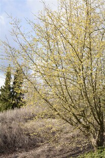 Cornus mas, Kornelkirsche, gelbe Blüten, 60–100 cm 