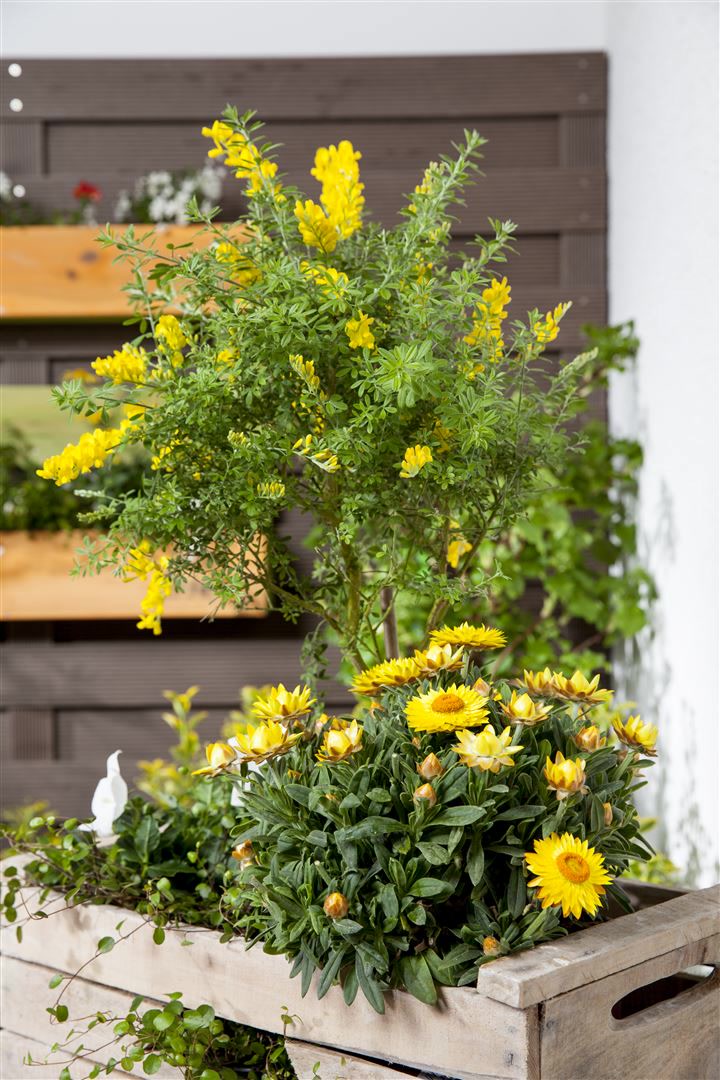Cytisus nigricans 'Cyni', Schwarzginster, gelb, 40&ndash;60 cm 