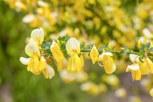 Cytisus praecox 'Allgold', Besenginster, leuchtend gelb, 40–60 cm 