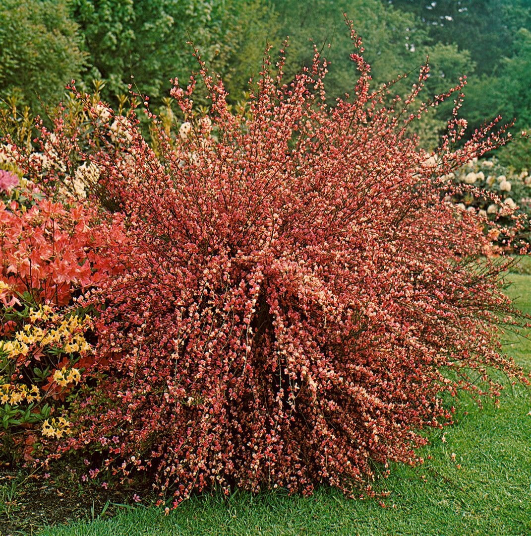 Cytisus praecox 'Hollandia', Besenginster, rosa Bl&uuml;ten, 40&ndash;60 cm 