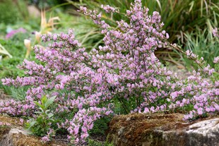 Cytisus purpureus, Purpur-Ginster, 20–30 cm 