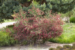 Cytisus scoparius 'Boskoop Ruby', Besenginster, rubinrot, 40–60 cm 