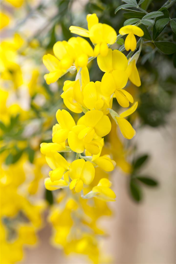 Cytisus scoparius 'Gelber Funke', Besenginster, gelb, 30&ndash;40 cm 