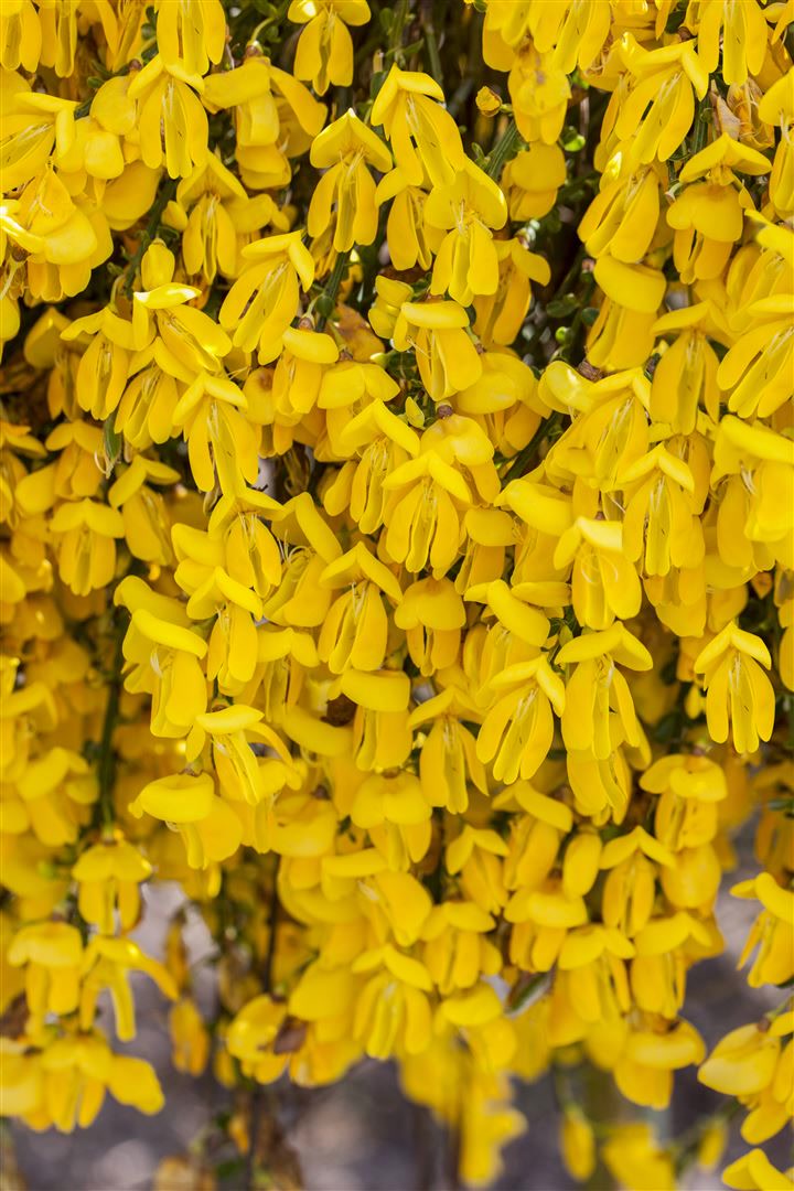 Cytisus scoparius 'Golden Sunlight', Besenginster, gelb, 40&ndash;60 cm 