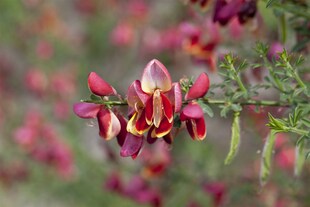 Cytisus scoparius 'Goldfinch', Besenginster, gelb, 40–60 cm 