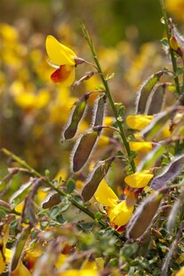 Cytisus scoparius 'Jessica', Besenginster, gelb-rot, 40–60 cm 