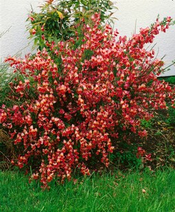 Cytisus scoparius 'La Coquette', Besenginster, rosa, 30–40 cm 