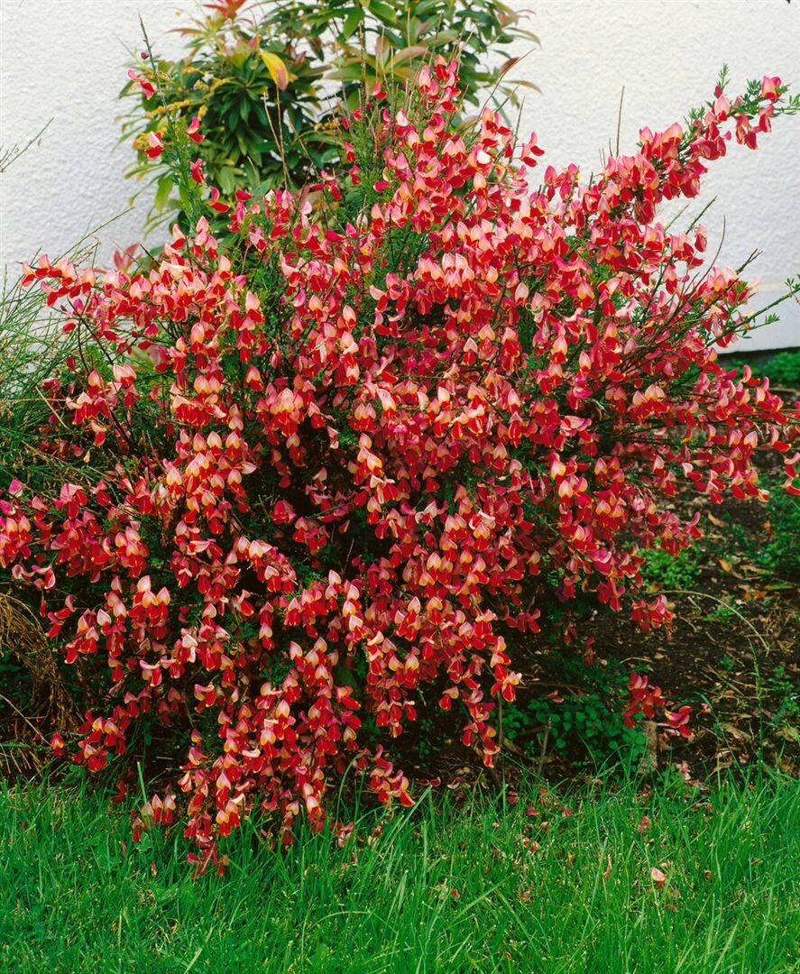 Cytisus scoparius 'La Coquette', Besenginster, zweifarbig, 40&ndash;60 cm 