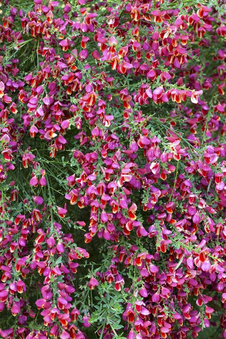 Cytisus scoparius 'Roter Favorit', Besenginster, rot, 30&ndash;40 cm 