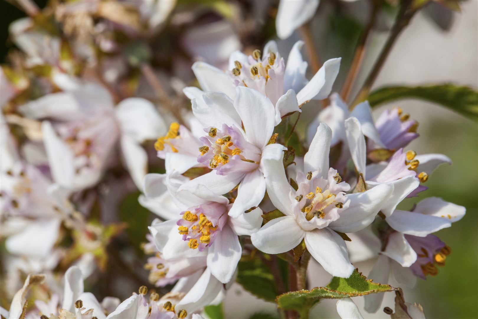 Deutzia kalmiiflora, Maiblumenstrauch, rosa Bl&uuml;ten, 60&ndash;100 cm 