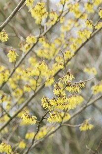 Hamamelis intermedia 'Arnold Promise', Zaubernuss, gelb, 60–80 cm 