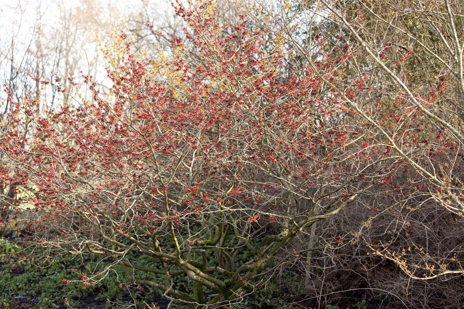 Hamamelis intermedia 'Feuerzauber', Zaubernuss, leuchtend rot, 40&ndash;60 cm 